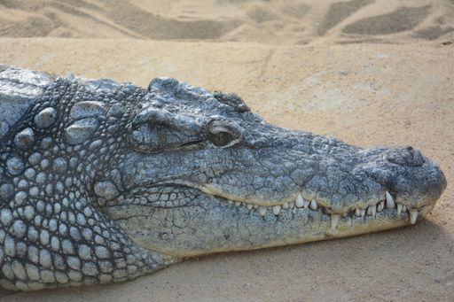 A closeup shot of a big crocodile on the sand with huge teeth