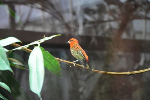 A beautiful shot of a colorful canary bird sitting on the branch in the garden