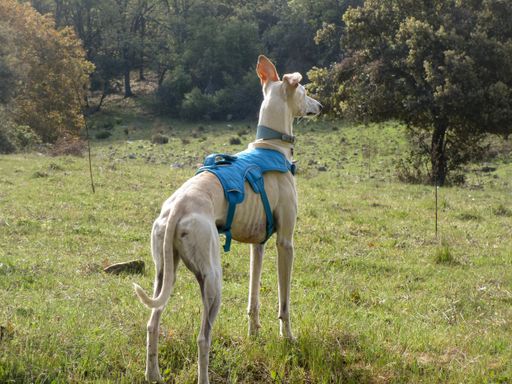 A grayhound dog admiring the mountain landscape