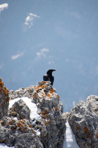 A low angle shot of an Alpine chough perched on a snow-covered mountain