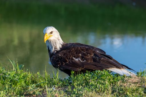 A majestic bald eagle perched atop a grassy knoll near a tranquil pond, its reflection casting ripples in the still water below