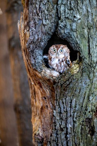 A vertical shot of a small cute owl perched in a round hole in a tree trunk