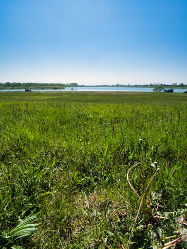 A beautiful view of the long grassy field surrounding the lkae under the blue sky