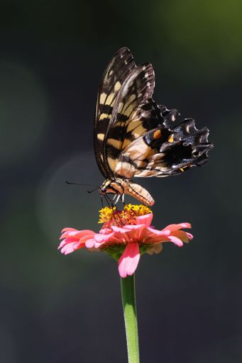 A vibrant Sailfish glaucus (Papilio glaucus) butterfly perched upon a lush pink flower