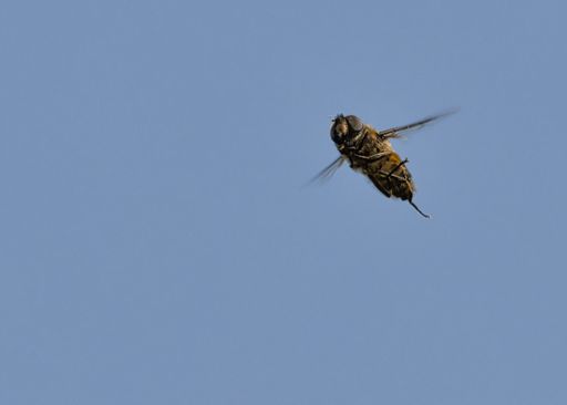 A closeup of a flying bee against blue sky