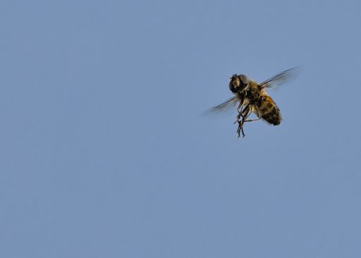 A closeup of a flying bee against blue sky