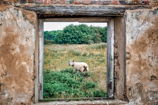 A white sheep seen through a small window in a weathered stone building with a grassy landscape in the background