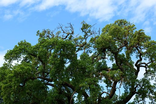 A low angle shot of a beautiful green oak tree during daylight