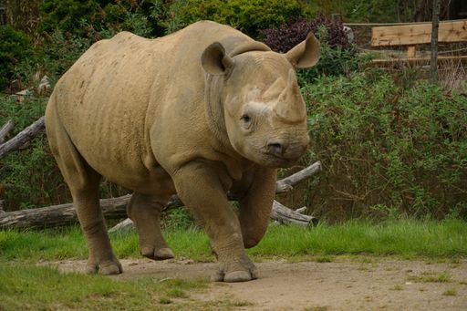A majestic Eastern black rhinoceros gracefully walking in its enclosure in a zoo