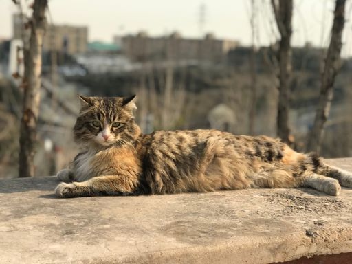 A domestic cat lies atop a brick wall in a cityscape, with trees and buildings visible in the background