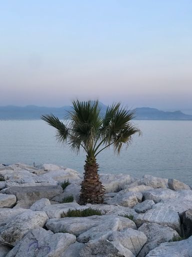 A picturesque beach scene featuring a solitary palm tree standing in the sand between two large rocks, with the body of water in the background