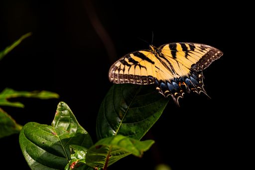 A yellow and black Swallowtail Butterfly landing on a lush green leaf