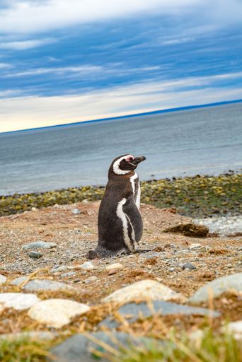 A cute small penguin is perched atop a sandy beach, overlooking a wide and expansive ocean view