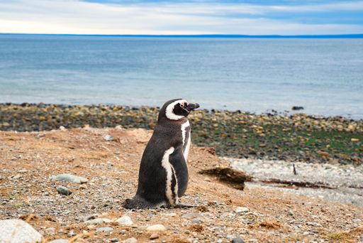 A cute small penguin is perched atop a sandy beach, overlooking a wide and expansive ocean view