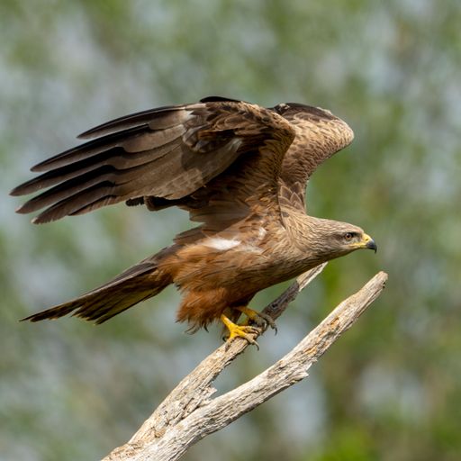 A black kite (Milvus migrans) with its wings outstretched perched atop a tree branch