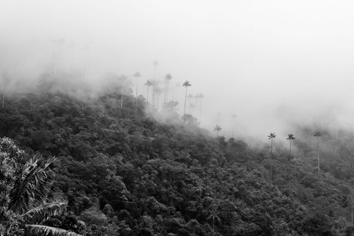 A foggy forest with tall palm trees emerging from the misty landscape in Valle de Cocora, Colombia