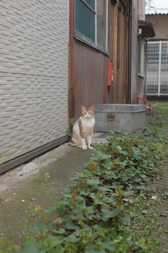 A vertical shot of a cute brown cat near a house