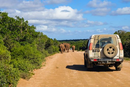 Safari drive through Addo Elephant National Park in South Africa with herds of elephant walking on the road