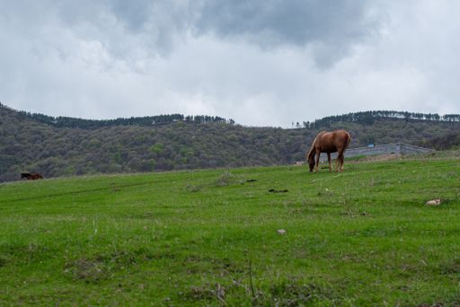 A brown horse peacefully grazing in a field under an overcast sky