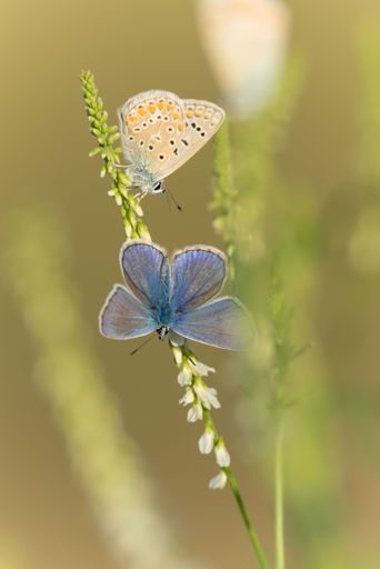 Two colorful butterflies flutter gracefully through a beautiful array of vibrant, green-stemmed flowers