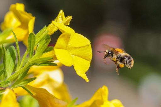 A macro shot of a bee hovers above a yellow flower