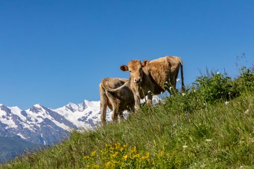 A scenic view of cows grazing on a green mountain slope in the Svaneti region of Georgia