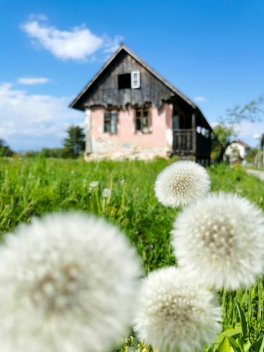 A selective-focus shot of puffy dandelions on the lawn of an old wooden village house