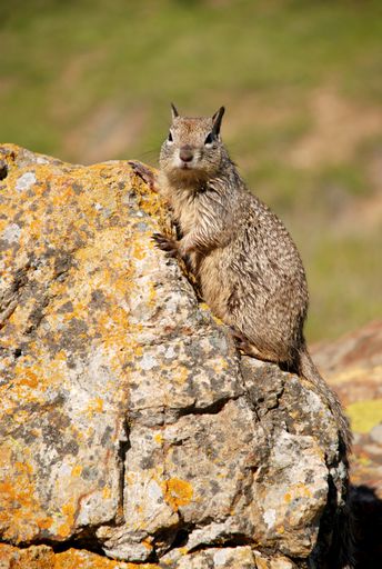 Animal background: A single ground squirrel sitting on rock