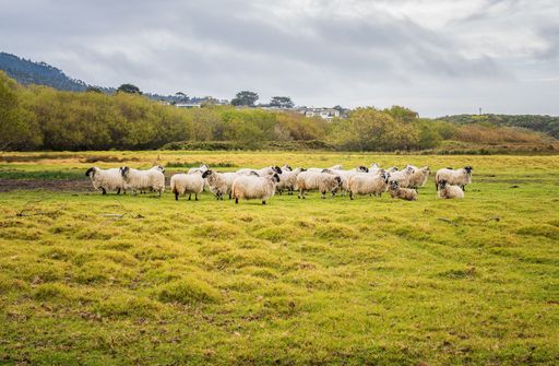 A large flock of sheep leisurely grazing in a sun-soaked, verdant meadow, surrounded by tall grass