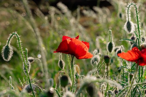 A vibrant, red poppy flowers (Papaver rhoeas) blooming in lush green meadow grass