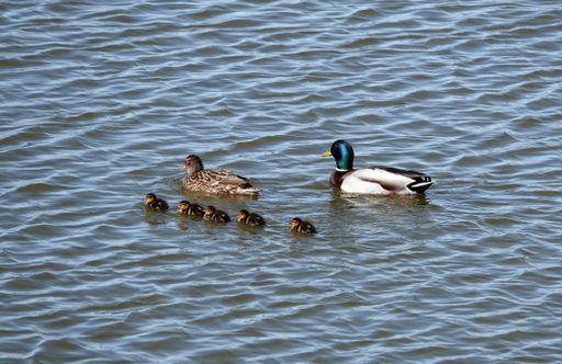 A cute mallard family with mother and father swimming next to ducklings
