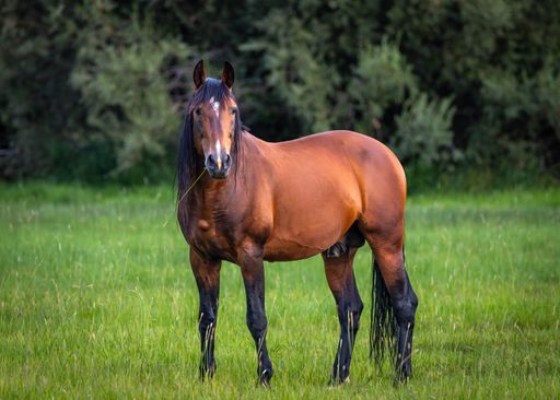 A majestic brown horse stands in a lush green field, framed by a backdrop of trees