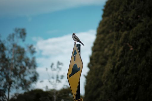 a closeup of a Eurasian collared dove perched atop a yellow metal street sign against a clear blue sky