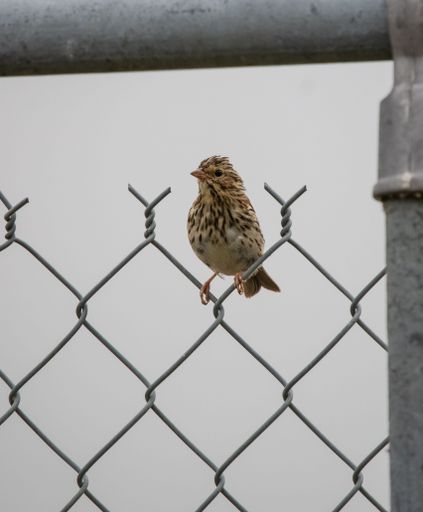 A Old World Sparrow bird perched on a thin metal wire fence