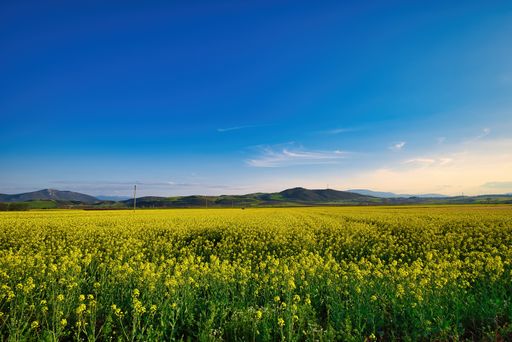 Blooming canola field. Sunset. Rape on the field in summer. Bright Yellow rapeseed oil. Flowering rapeseed. with blue sky and clouds. Agriculture.