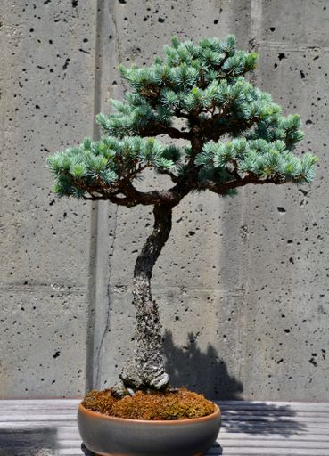 A vibrant blue Atlas cedar bonsai tree, its lush foliage illuminated by the bright sunlight