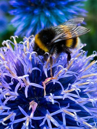 A vertical closeup of a bumblebee perched on a southern globethistle flower