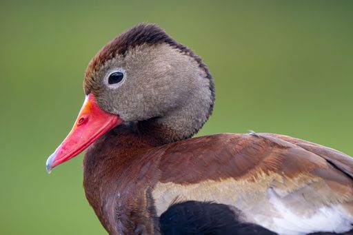 A majestic duck with a brown and white-speckled crown perched on the edge of a lake
