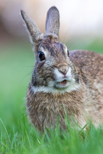 A vertical shot of a shocked chubby rabbit in a bright green field of grass with a blurred background