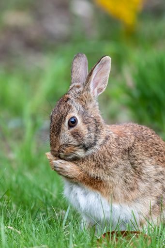 A vertical shot of a cute, fluffy brown rabbit eating in a lush field of grass on a sunny day