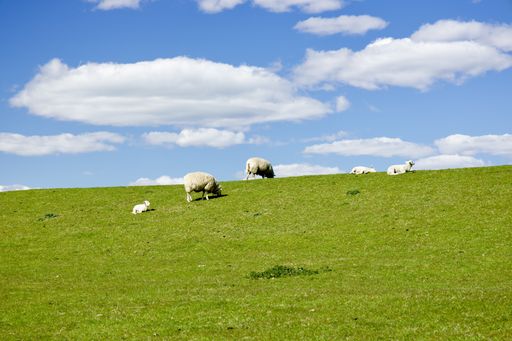 A herd of sheep on a pasture in Schleswig-Holstein, Germany
