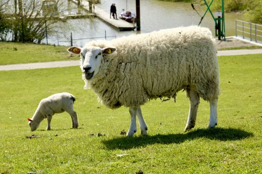 A white sheep with a lamb on pasture in Schleswig-Holstein, Germany