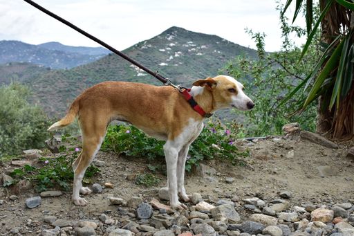 A closeup shot of a jack russel terrier dog on a leash
