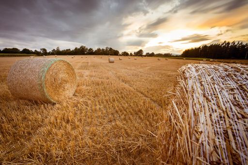 A closeup of bales of straw lie on the field after the harvest with thundery clouds in summer