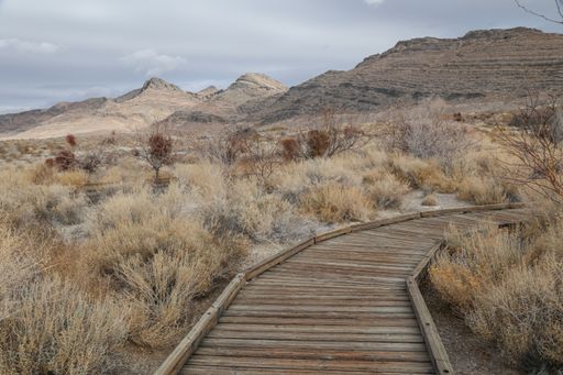 A boardwalk path heads through the oasis-like landscape at Point of Rocks Trail inside Ash Meadows National Wildlife Refuge.