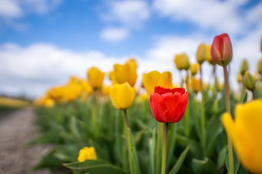 A low angle shot of red and yellow tulips under cloudy sky