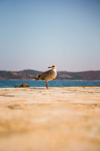 A seagull perched atop a sandy beach, with a tranquil sea in the background