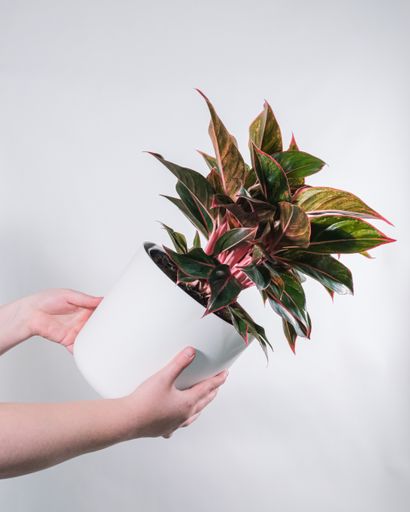 A vertical shot of a person holding a potted plant near a white wall
