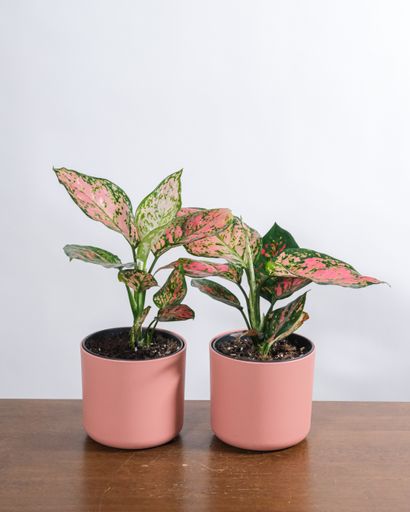 A vertical shot of potted plants near a white wall
