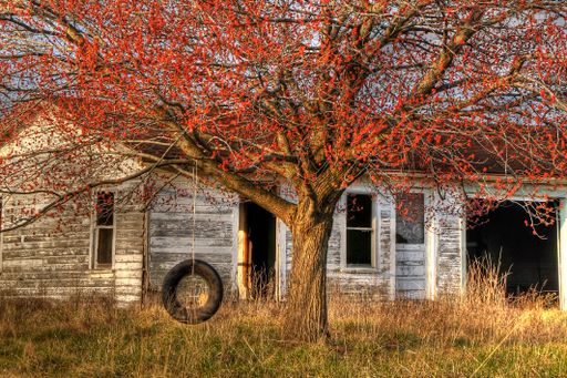 Some red buds on a maple tree with tire swing in springtime and an abandoned house in the background